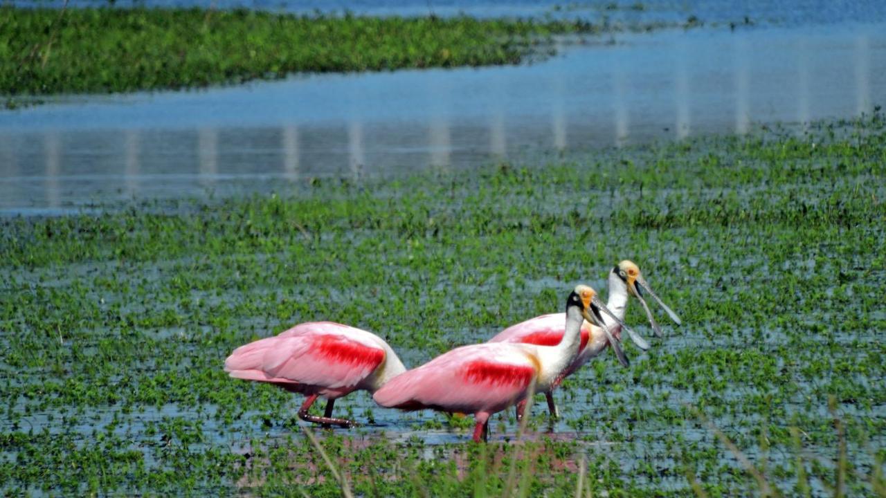 Los Chaja Ecolodge Barra de Valizas Buitenkant foto